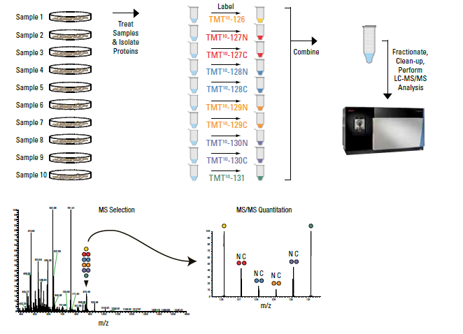 TMT Quantitation | UT Southwestern Proteomics Core